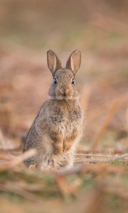 Preview wallpaper hare, cute, funny, animal, wildlife