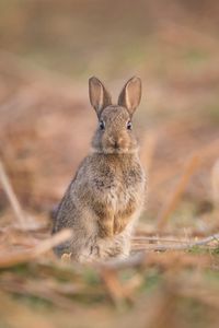 Preview wallpaper hare, cute, funny, animal, wildlife