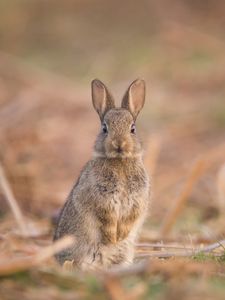 Preview wallpaper hare, cute, funny, animal, wildlife