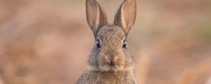 Preview wallpaper hare, cute, funny, animal, wildlife