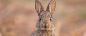 Preview wallpaper hare, cute, funny, animal, wildlife