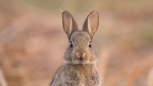 Preview wallpaper hare, cute, funny, animal, wildlife