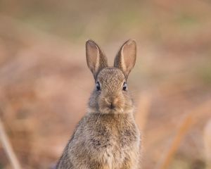Preview wallpaper hare, cute, funny, animal, wildlife