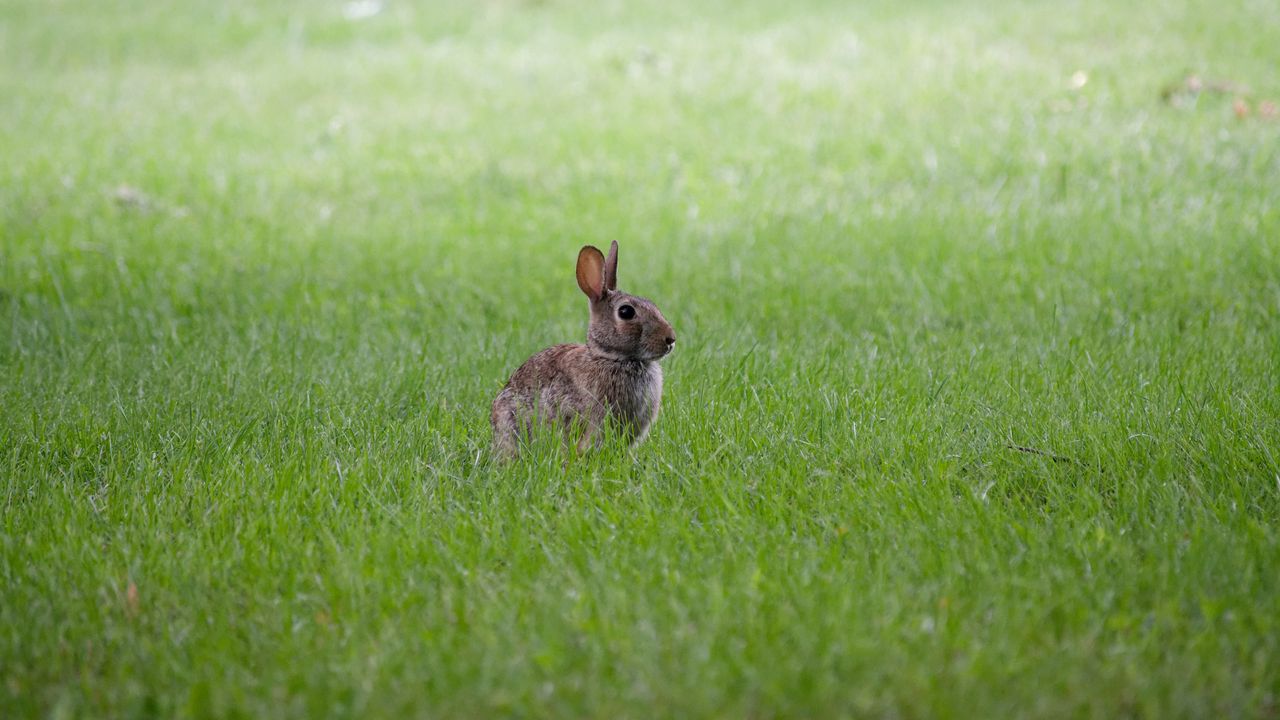 Wallpaper hare, ears, animal, grass