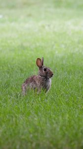 Preview wallpaper hare, ears, animal, grass