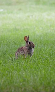 Preview wallpaper hare, ears, animal, grass