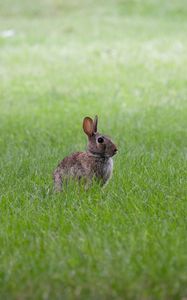 Preview wallpaper hare, ears, animal, grass