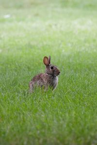 Preview wallpaper hare, ears, animal, grass