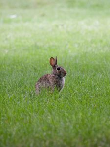 Preview wallpaper hare, ears, animal, grass