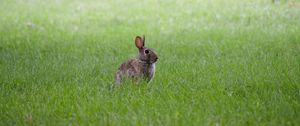 Preview wallpaper hare, ears, animal, grass