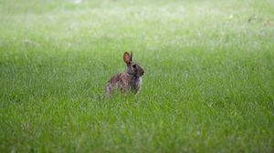 Preview wallpaper hare, ears, animal, grass