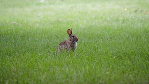 Preview wallpaper hare, ears, animal, grass