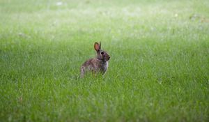 Preview wallpaper hare, ears, animal, grass