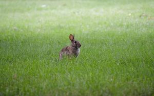 Preview wallpaper hare, ears, animal, grass