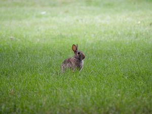 Preview wallpaper hare, ears, animal, grass