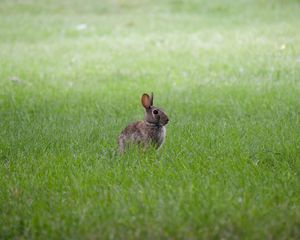 Preview wallpaper hare, ears, animal, grass