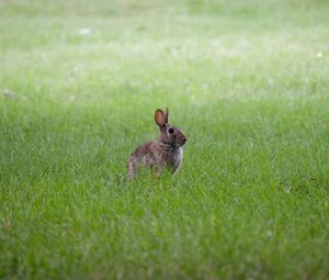 Preview wallpaper hare, ears, animal, grass