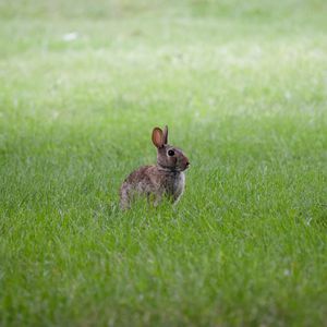 Preview wallpaper hare, ears, animal, grass