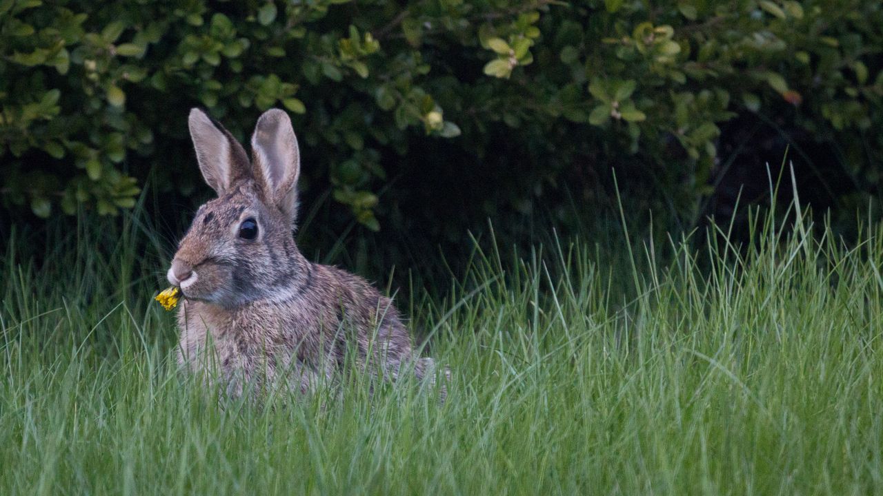 Wallpaper hare, ears, grass, cute, funny