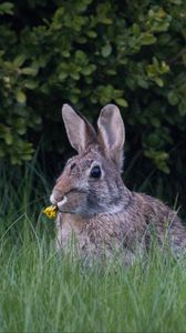 Preview wallpaper hare, ears, grass, cute, funny