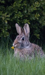 Preview wallpaper hare, ears, grass, cute, funny