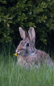 Preview wallpaper hare, ears, grass, cute, funny