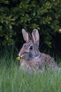 Preview wallpaper hare, ears, grass, cute, funny