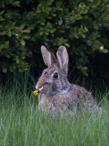 Preview wallpaper hare, ears, grass, cute, funny