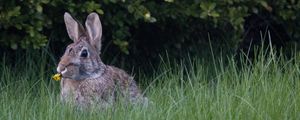 Preview wallpaper hare, ears, grass, cute, funny