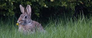 Preview wallpaper hare, ears, grass, cute, funny