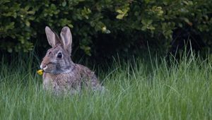 Preview wallpaper hare, ears, grass, cute, funny