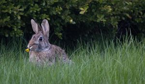 Preview wallpaper hare, ears, grass, cute, funny
