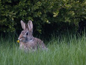 Preview wallpaper hare, ears, grass, cute, funny