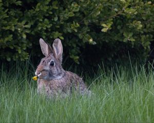 Preview wallpaper hare, ears, grass, cute, funny