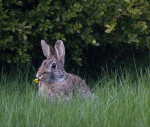 Preview wallpaper hare, ears, grass, cute, funny