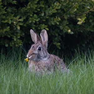 Preview wallpaper hare, ears, grass, cute, funny