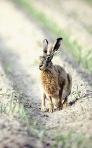 Preview wallpaper hare, field, crop