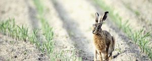 Preview wallpaper hare, field, crop