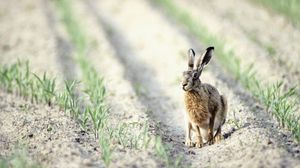 Preview wallpaper hare, field, crop