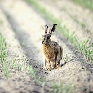 Preview wallpaper hare, field, crop