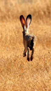 Preview wallpaper hare, field, meadow, summer, grass