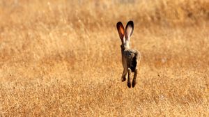 Preview wallpaper hare, field, meadow, summer, grass