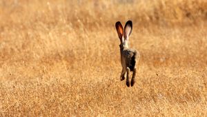 Preview wallpaper hare, field, meadow, summer, grass