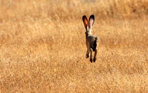 Preview wallpaper hare, field, meadow, summer, grass