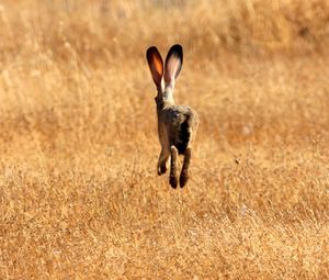 Preview wallpaper hare, field, meadow, summer, grass