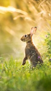 Preview wallpaper hare, grass, animal, gray
