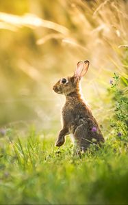 Preview wallpaper hare, grass, animal, gray