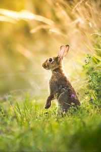 Preview wallpaper hare, grass, animal, gray