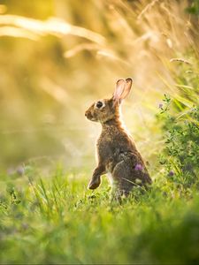 Preview wallpaper hare, grass, animal, gray