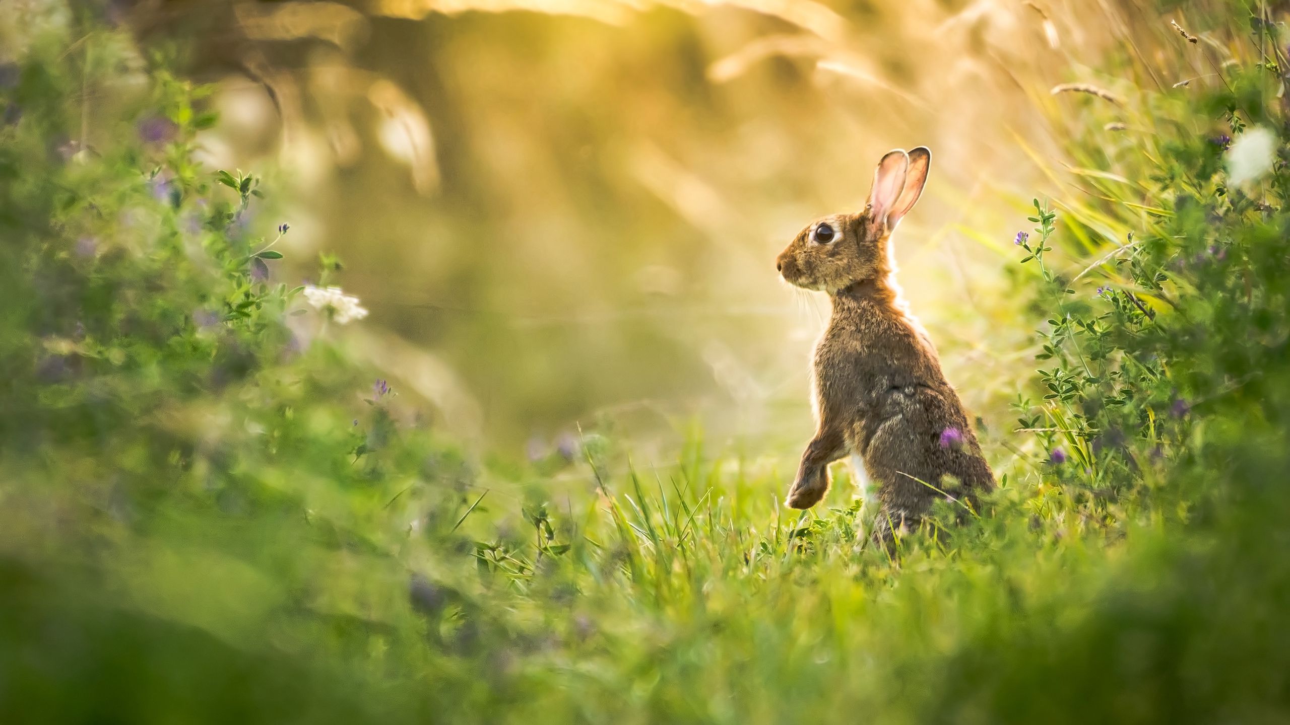 2560x1440 Wallpaper hare, grass, animal, gray